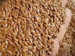 Лен масличный