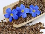 Семена Льна масличного - фото 1