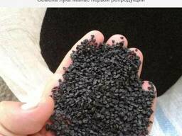 Семена лука Байрам, Дайтона, Манас, Холцедон, Каратал. Берекет, Банко.