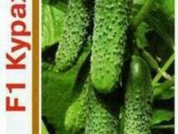 Семена огурца F1 Кураж 1 1=3