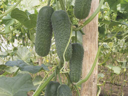 Семена, огурцы - Ансор F1
