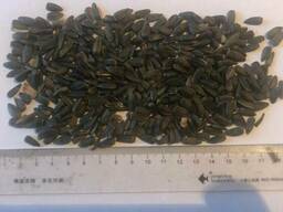 Семена подсолнечника