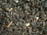 Семена подсолнечника - фото 2