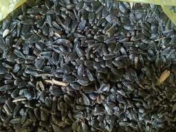 Семена подсолнечника