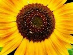 Семена посевные кукурузные, подсолнечника