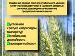 Семена: Пшеница, Ячмень, Горох. Травы: Донник, Житняк, Эспарцет, Суданка, Вика - фото 1