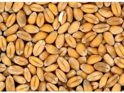 Семена пшеницы