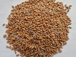 Семена пшеницы мягкой яровой - сорт Алабуга