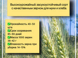 Семена пшеницы яровой мягкой: Алабуга, Ворожея, Гранни, КВС Аквилон, КВС Торидон