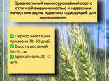 Семена пшеницы яровой мягкой: Алабуга, Ворожея, Гранни, КВС Аквилон, КВС Торидон - фото 1