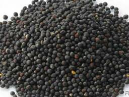 Семена рапса