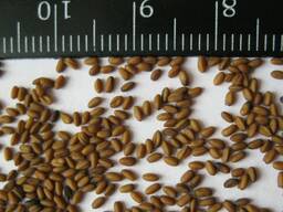 Семена рыжика