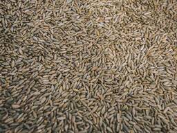 Семена ржи озимой/ рожь озимая семена Элита и 1я репродукция