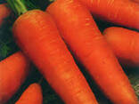 Семена сортовой моркови Курода Новая - фото 3