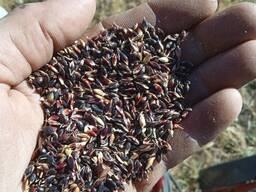 Семена суданки