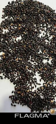 Семена суданской травы элита