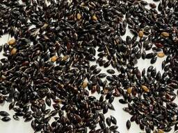 Семена суданской травы элита