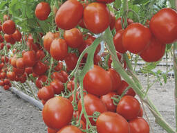 Семена томата - Бенито F1