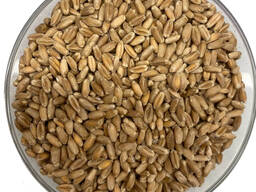 Семена тритикале яровой