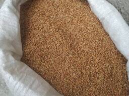 Семена сорго для веников