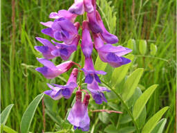 Семена Вика Яровая(Барнаулка, Обская 16, Льговская)