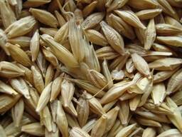 Семена ячменя