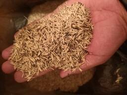 Семена житняка