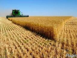 Отруби пушистые