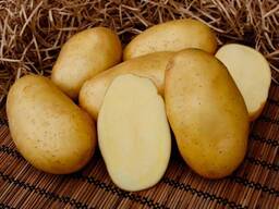 Семенной картофель Королева Анна ЭЛИТА