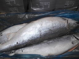 Семга-Лосось Норвегия По оптовым Ценам!