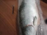 Семга свежемороженая - фото 1