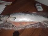 Семга свежемороженая - фото 2