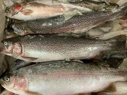 Семга разной градации оптом