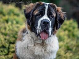 Сенбернар/Щенки/Питомник