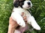 Сенбернар/Щенки/Питомник - фото 3