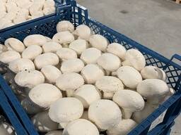 Шампиньоны свежие