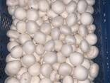 Шампиньоны свежие - фото 3