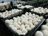 Шампиньоны свежие производства Республики Беларусь - фото 1