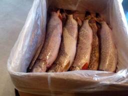 Щука свежемороженая