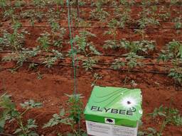 Шмель для опыления растений Flybee