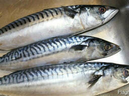 Скумбрия 400/600, 300/500