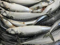 Скумбрия Атлантическая мороженная 500 неразделанная