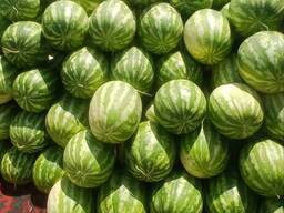 Өзбекстанның тәтті қарбызы, 2025. Егін 2025