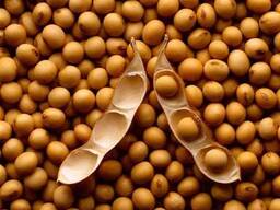 Соевые бобы