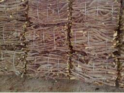 Солодковая корень