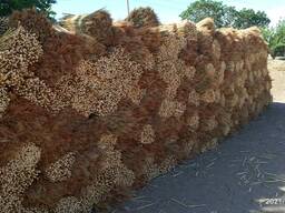 Сорго для производства веников