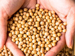 Соя
