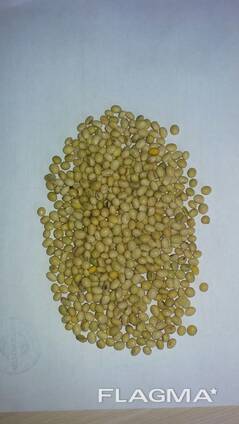 Соевый бобы из под комбайна и очищенные