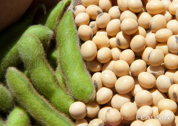 Цены от производителя Соя, соевый шрот, соевое сырое масло (Опт)