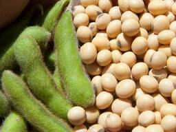 Цены от производителя Соя, соевый шрот, соевое сырое масло (Опт)